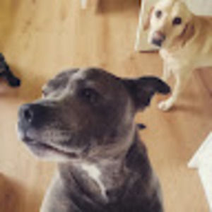 Meet your Posher, Sam